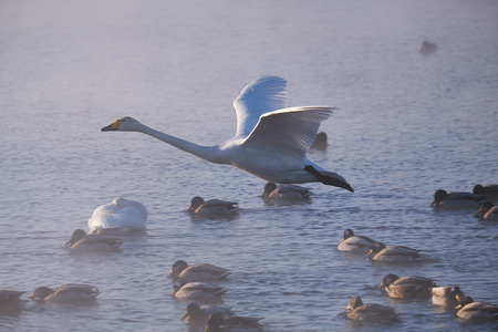 Swans fly in mist on altai lake Svetloe at early morningの写真素材