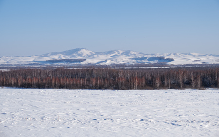 Birch trees under hoarfrost in snow field in winter season. Altai, Siberia, Russiaの写真素材