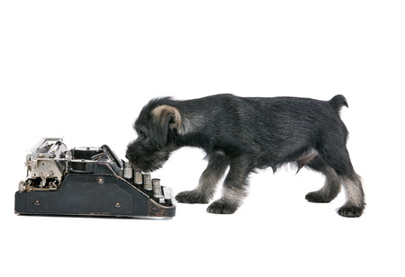 Small mittelschnauzer puppy. Mittel Schnauzer pup near vintage typewriter isolated on white backgroundの写真素材