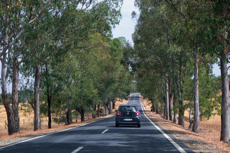 ALENTEJO, PORTUGAL - JUNE 28, 2016: The car passing along the eucalyptus road in Alentejo. Portugalのeditorial素材