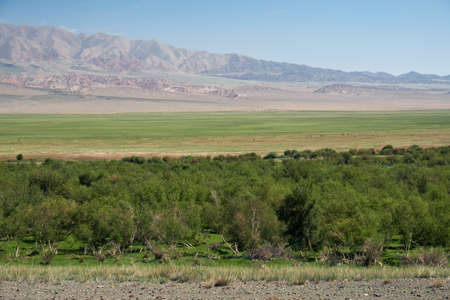 Floodplain birch forest in Khovd aimak in Mongolia. Bushes of grass Achnatherum on foreground and...