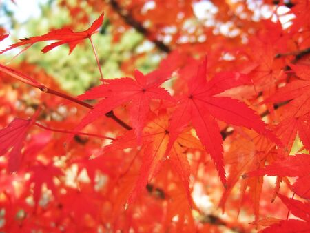 Maple tree red leaves in Autumn. Natural background of acer fall season foliage.