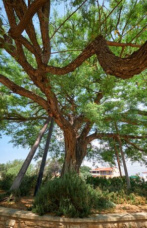 The huge old rosewood Tipuana tipu tree growing by the Kolossi castle.  Kolossi. Limassol District....
