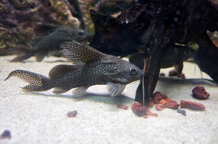 African fish blotched upside-down catfish or in latin Sydonis Nigriventris in the tank of aquaium.