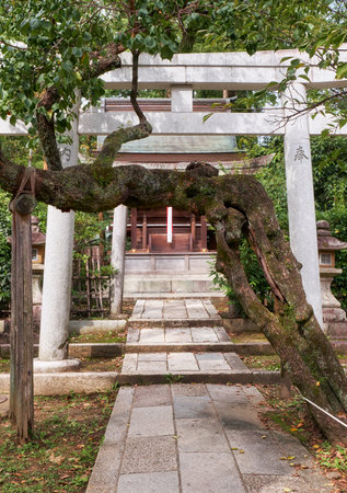 The torii of Hettsuisha small shrine on the territory of Kitano Tenmangu shrine with the convoluted trunk of plum (ume) â the favorite Michizane tree. Kyoto. Japanのeditorial素材