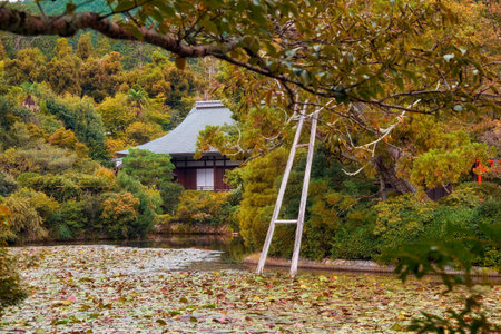 Kyoyochi Pond  overgrown with water lilies and lotuses. It was designed as the water garden of the Fujiwara estate, now a Ryoan-ji temple. The old tree is supported by wooden crutches. Kyoto. Japanのeditorial素材