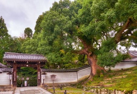 KYOTO, JAPAN - OCTOBER 18, 2019:  The giant camphor tree legendarily planted by the high prist Shinran Shonin in front of the gate of Shoren-in Monzeki temple (Awata Imperial Palace). Kyoto. Japanのeditorial素材