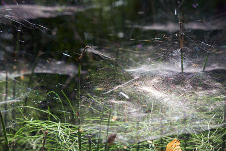 Pine horsetail forest covered by spider webs. Karakansky Bor, West Siberia, Russia.