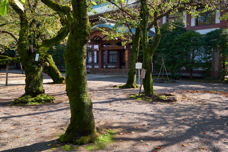 Tokyo, Japan - October 26, 2019: The mossy cherry (sakura) trees in the garden of Yasukuni Shrine (Peaceful Country), that commemorates those who died in service of Japan. Chiyoda, Tokyo. Japanのeditorial素材