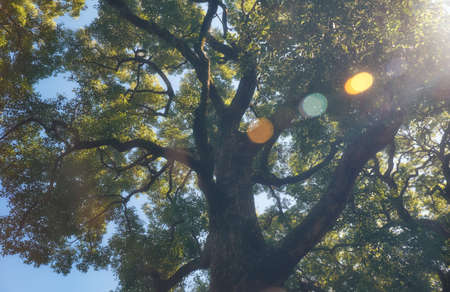 The view up to the crown of ancient camphor tree (Cinnamomum camphora) at the Imperial Palace garden. Tokyo. Japanの写真素材