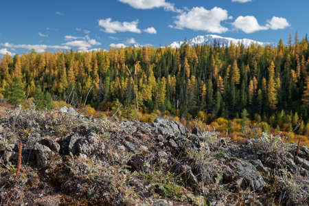 North Chuiskiy Ridge with stones on foreground and larch forest and snow mountains are on background. Autumn, trees are in fall yellow colors. Altai, Siberia, Russiaの写真素材