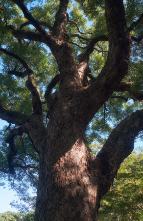 The view up to the crown of ancient camphor tree (Cinnamomum camphora) at the Imperial Palace garden. Tokyo. Japanのeditorial素材