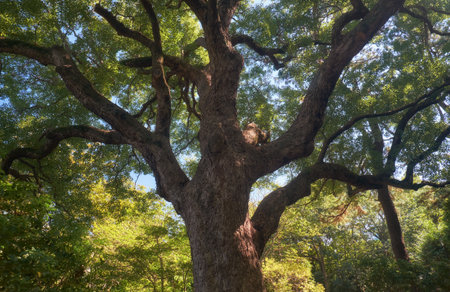 The view up to the crown of ancient camphor tree (Cinnamomum camphora) at the Imperial Palace...