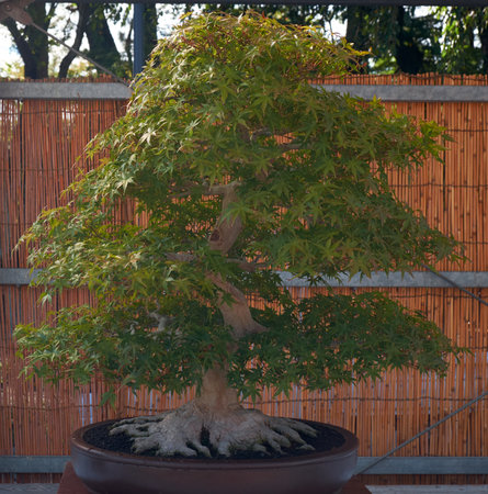 Nagoya, Japan - October 20, 2019: The view of the small decorative bonsai tree of Japanese maple (Acer palmatum) with great root spread at the annual Nagoya Castle Bonsai Show. Nagoya. Japanのeditorial素材