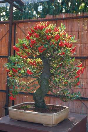 Nagoya, Japan - October 20, 2019: The view of the decorative bonsai tree of firethorn (Pyracantha) with berries at the annual Nagoya Castle Bonsai Show. Nagoya. Japanのeditorial素材