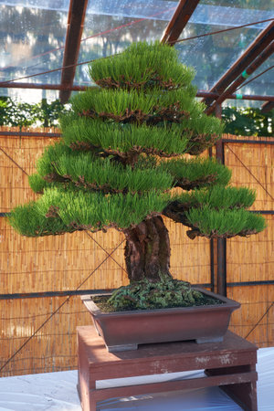 Nagoya, Japan - October 20, 2019: The view of the decorative bonsai tree of Japanes Black pine at the annual Nagoya Castle Bonsai Show. Nagoya. Japanのeditorial素材