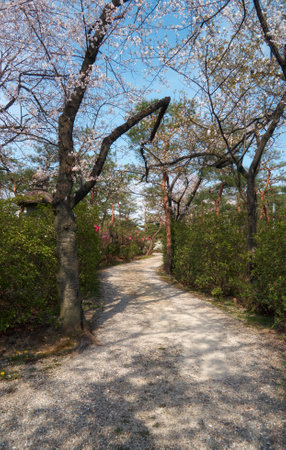 Sakura trees in the spring garden just started to blossom. Nagoya Branch of Chiyo Inari Shinto shrine. Nagoya. Japanの写真素材