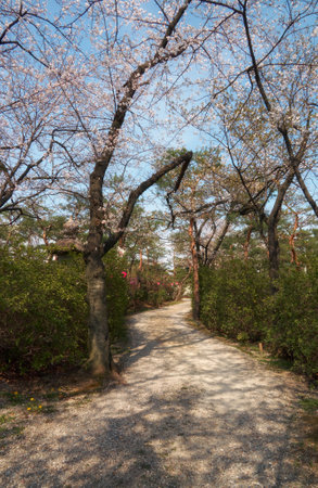 Sakura trees in the spring garden just started to blossom. Nagoya Branch of Chiyo Inari Shinto shrine. Nagoya. Japanの写真素材