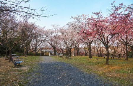The view of the Cherry Corridor at Higashiyama Zoo and Botanical Gardens in the spring sakura cherry blossom season. Nagoya. Japanのeditorial素材