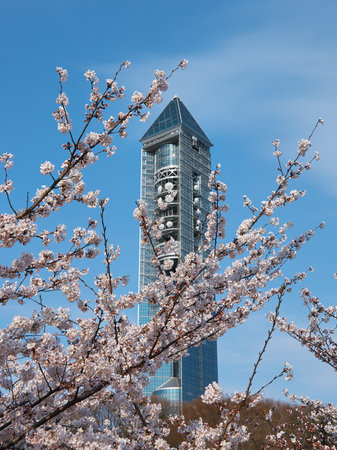 Higashiyama Sky Tower with the flowering sakura cherry trees on the foreground in the Higashiyama Zoo and Botanical Gardens. Nagoya. Japanのeditorial素材