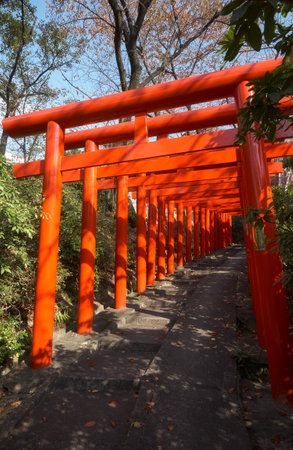 Nagoya, Japan - November 20, 2007: The view of the bright vermilion torii gates at Nagoya Branch of Chiyo Inari Shrine. Nagoya. Japanのeditorial素材