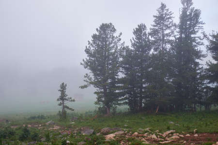 Morning fog in mountain forest. Altai, Siberia.の写真素材