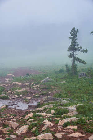 Morning fog in the mountains. Altai, Siberia.の写真素材