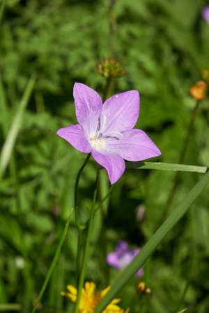 Campanula altaica known as bellflowers in natural environment. Altai mountains.の写真素材