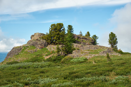 Stones and thickets of dwarf birch Betula exilis on Altai highlands. Seminsky mountain range.の写真素材