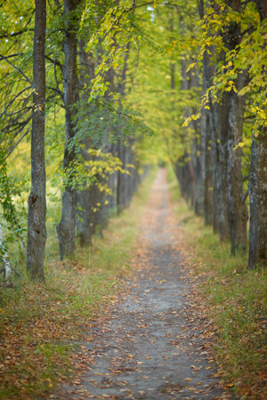 Autumn linden tree alley. Path under yellow trees with falling autumn leaves. Sunny autumn day. The rays of the sun shine through the trunks and crowns of trees.の写真素材