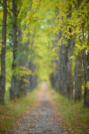 Autumn linden tree alley. Path under yellow trees with falling autumn leaves. Sunny autumn day. The rays of the sun shine through the trunks and crowns of trees.の写真素材