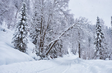 Winter forest road under heavy snow on the bank of Teletskoe lake. Iogach, Siberia, Russiaの写真素材