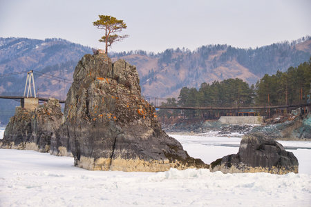 Lonely Pine tree on rock on Altai river Katun in winter. Rocks called Dragon's teeth, Dragon crest, or Sartakpai Arrows. Bridge over river is on background. Elekmonar village, Siberia, Russiaの写真素材