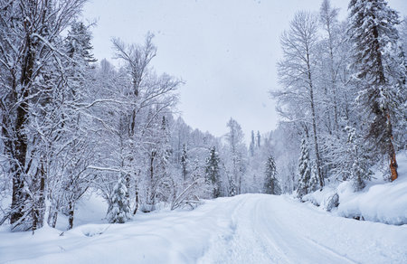 Winter forest road under heavy snow on the bank of Teletskoe lake. Iogach, Siberia, Russiaの写真素材