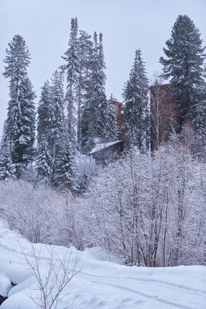 House in fir forest Teletsky Altai winter mountain ski resort.の写真素材