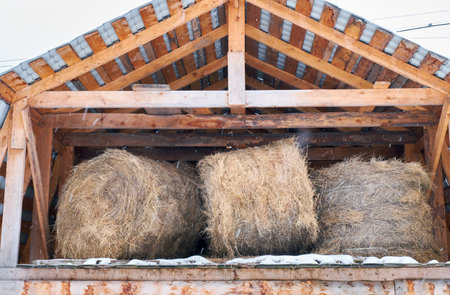 Hayloft in the attic in a wooden shed in the farm. Rolls of hay for winter fodder and livestock.の写真素材