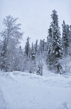 Winter forest road under heavy snow on the bank of Teletskoe lake. Iogach, Siberia, Russiaの写真素材