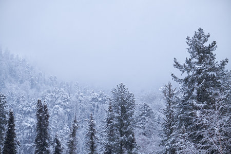 Winter taiga forest under heavy snow on the bank of Teletskoe lake. Artybash, Altaiの写真素材