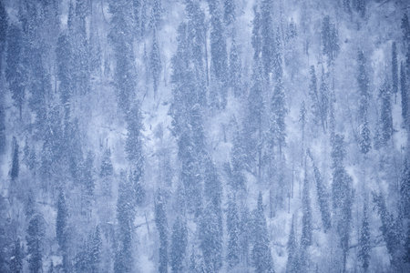 Winter taiga forest under heavy snow on the bank of Teletskoe lake. Iogach, Altai.の写真素材