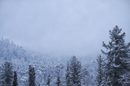 Winter taiga forest under heavy snow on the bank of Teletskoe lake. Artybash, Altaiの写真素材