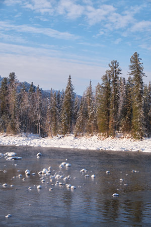 Stones with snow caps in the water of Altai Biya river under heavy snow in winter season with forest on background.の写真素材