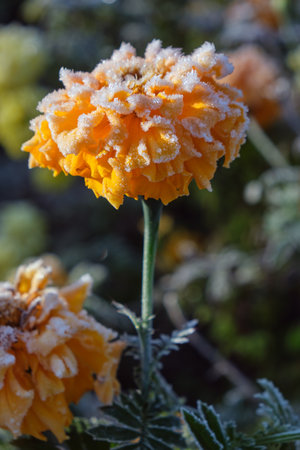 Calendula flowers covered with hoarfrost. Frost in Autumn season.の写真素材