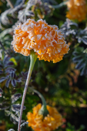 Calendula flowers covered with hoarfrost. Frost in Autumn season.の写真素材