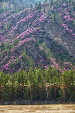 Mountain slopes covered with blooming Rhododendron dauricum bushes with flowers (popular names bagulnik, maralnik) near Altai river Katun.の写真素材