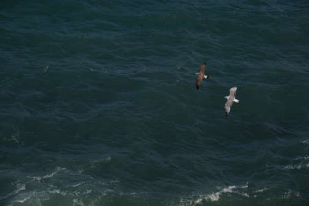 Seagulls over the sea.