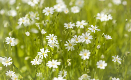 Forest flowers.