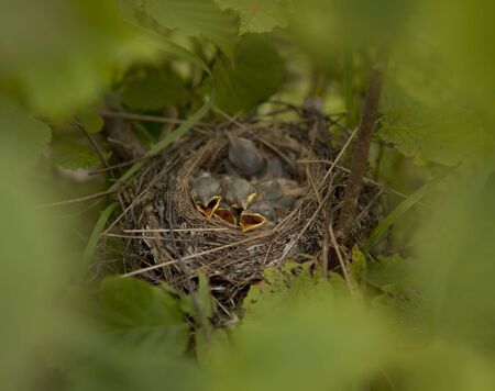 Five little chicks are sleeping in their nest in the forest.の写真素材
