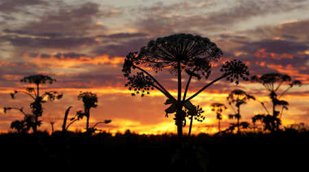 Wild plants at sunset in summer.の写真素材