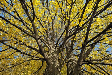 Yellowed leaves on trees in forests and parks.