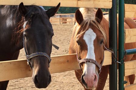 two horsesの写真素材